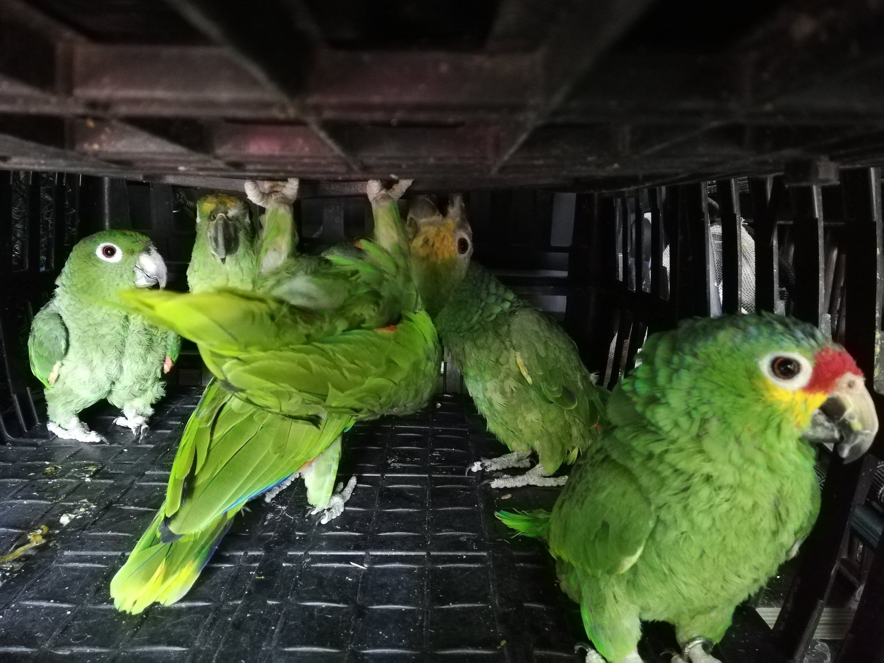 Natuurhulpcentrum vangt 17 nieuwe papegaaiachtigen op