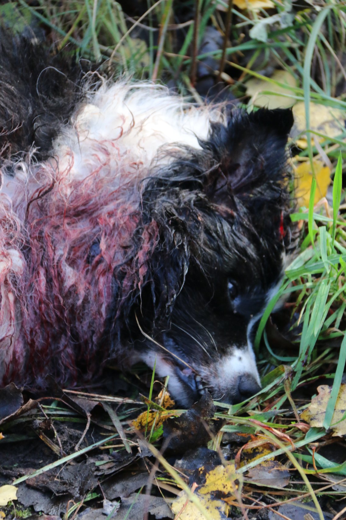 Hond in Houthalen doodgebeten door wolf