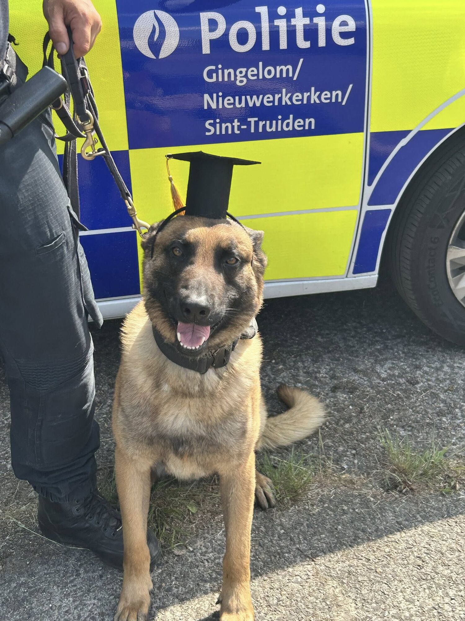 Politie Sint-Truiden - Gingelom - Nieuwerkerken verwelkomt nieuwe collega: politiehond Juul