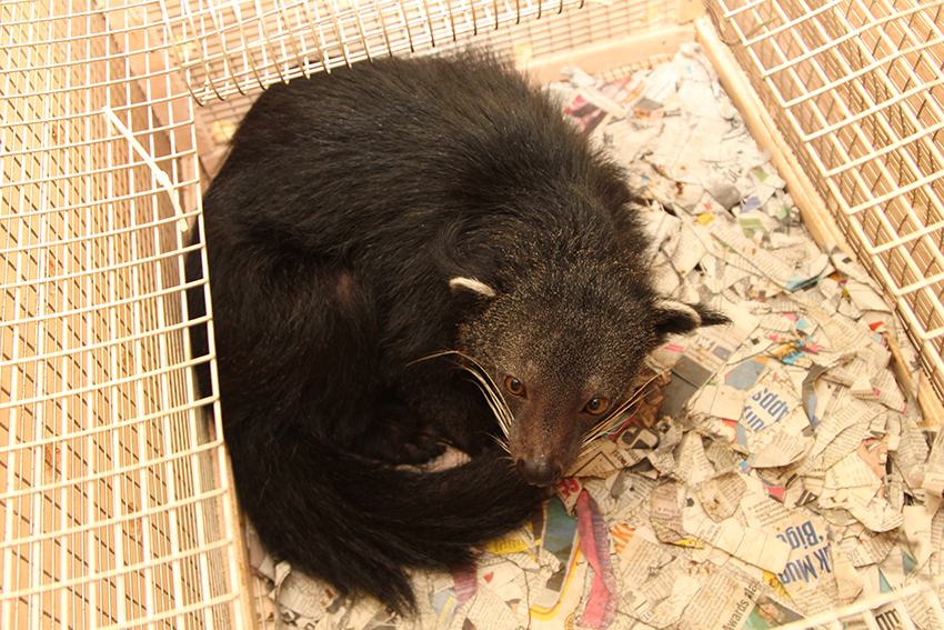 Natuurhulpcentrum vangt 11 exotische dieren op uit Jakarta