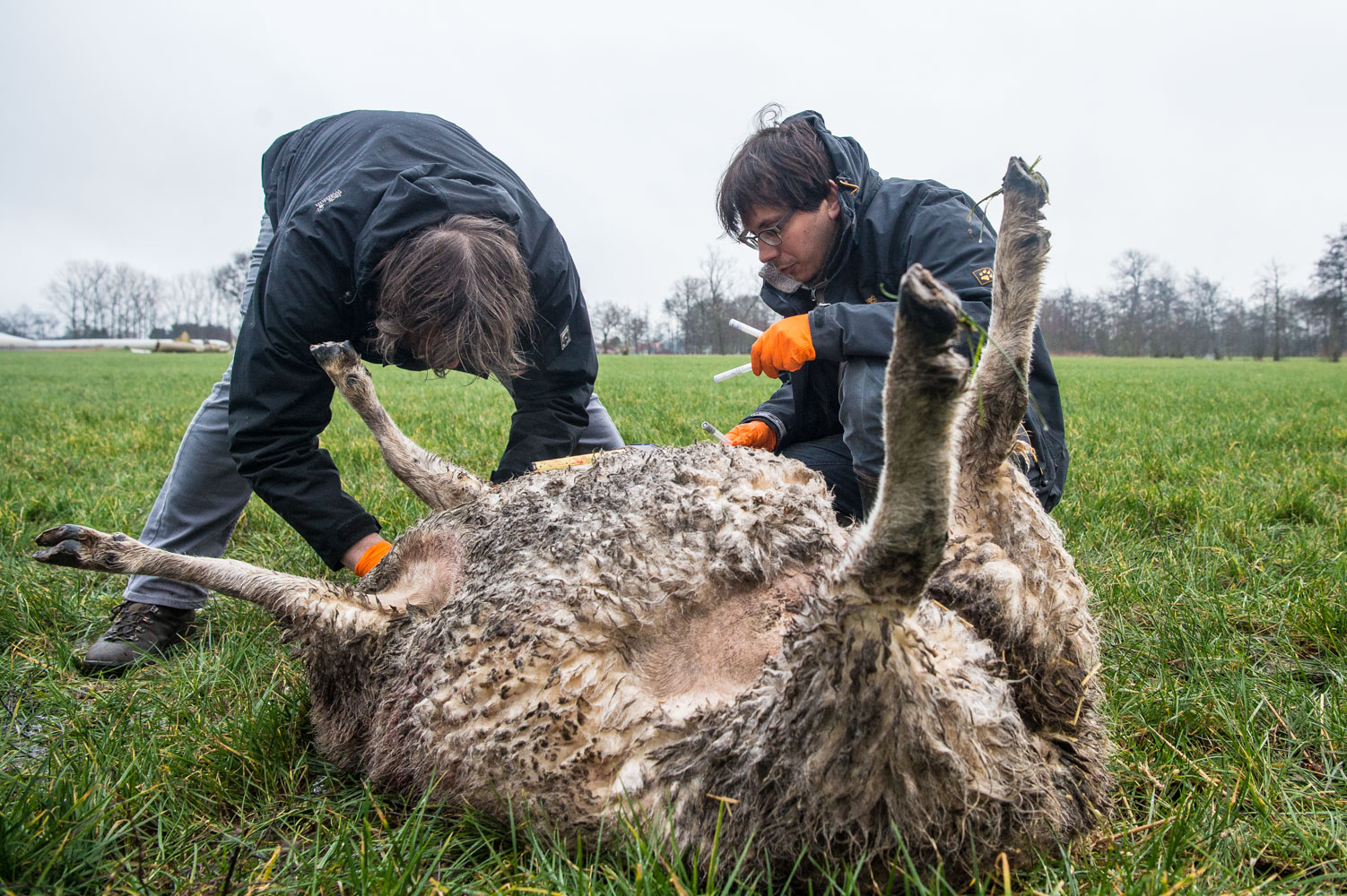 Heeft wolvin Naya twee schapen gedood?