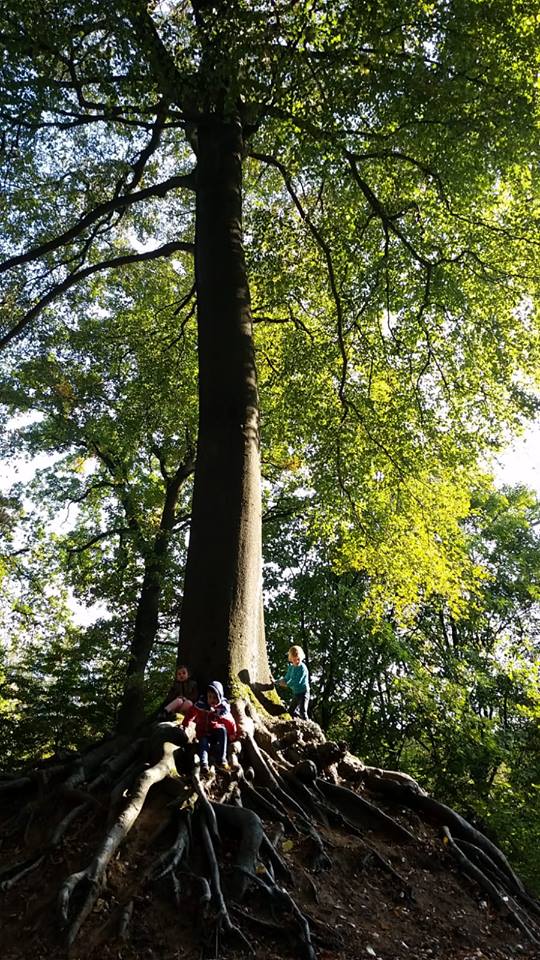 Wordt de Onze Lieve Vrouwebeuk in Lummen de mooiste boom van het jaar?