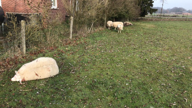 Opnieuw vier schapen doodgebeten: deze keer in Helchteren